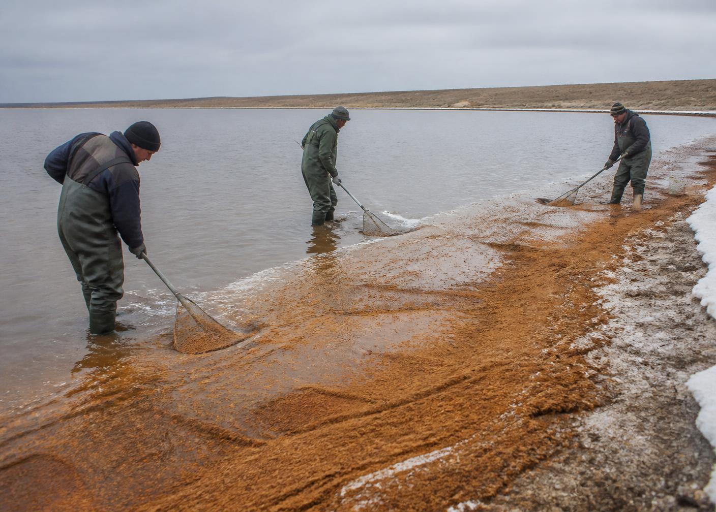 Crew harvesting Artemia cysts along a hypersaline lake shoreline