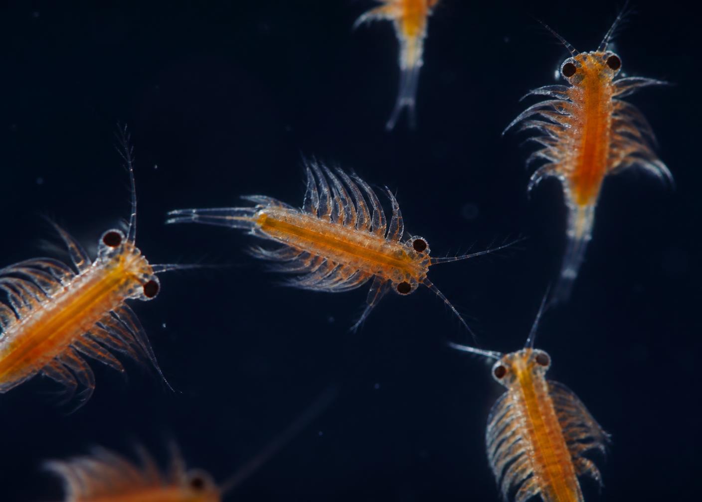 Live Artemia nauplii under microscope after 24-hour incubation